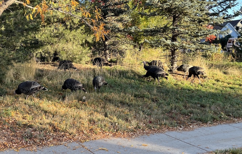 Wild Turkey, Louisville, Colorado, USA