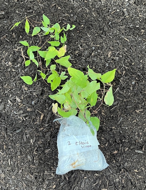 クレマチス植樹、フロントヤードの花壇作り