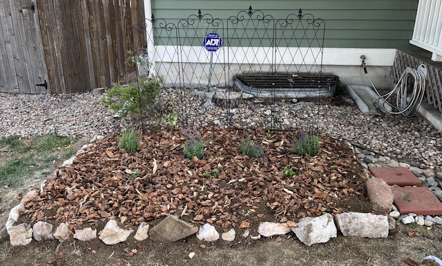 ラベンダー植樹、フロントヤードの花壇作り