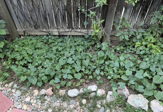 アメリカの朝顔、フロントヤードの花壇作り