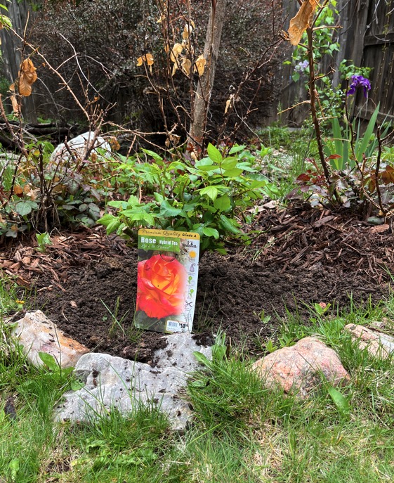 春のバラの植樹, アメリカコロラド州