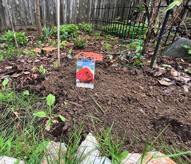 春のバラの植樹, アメリカコロラド州