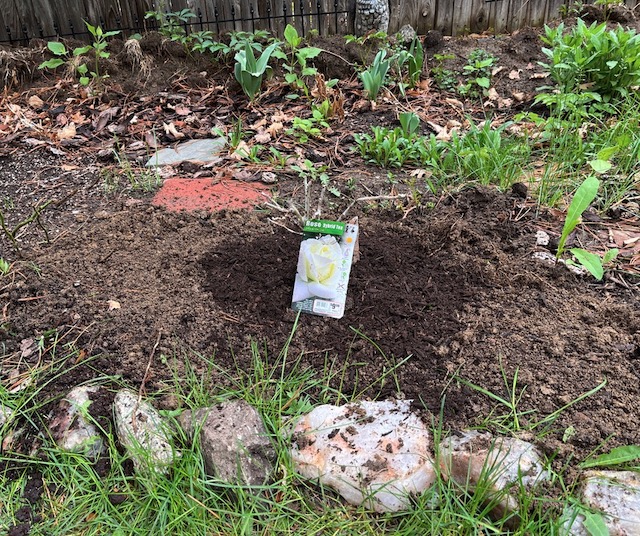 春のバラの植樹, アメリカコロラド州