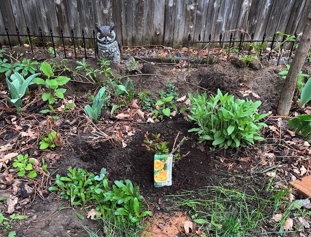 春のバラの植樹, アメリカコロラド州