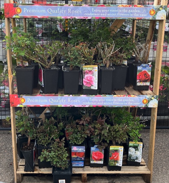 春のバラの植樹, アメリカコロラド州