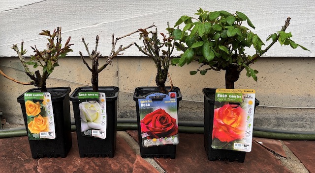 春のバラの植樹, アメリカコロラド州